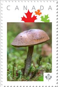 Stamp, Brown Mushroom, Canada,  , Mushrooms