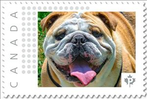 Stamp, Bulldog, Canada,  , Animals (Fauna), Dogs