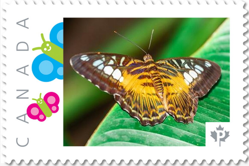 Butterfly