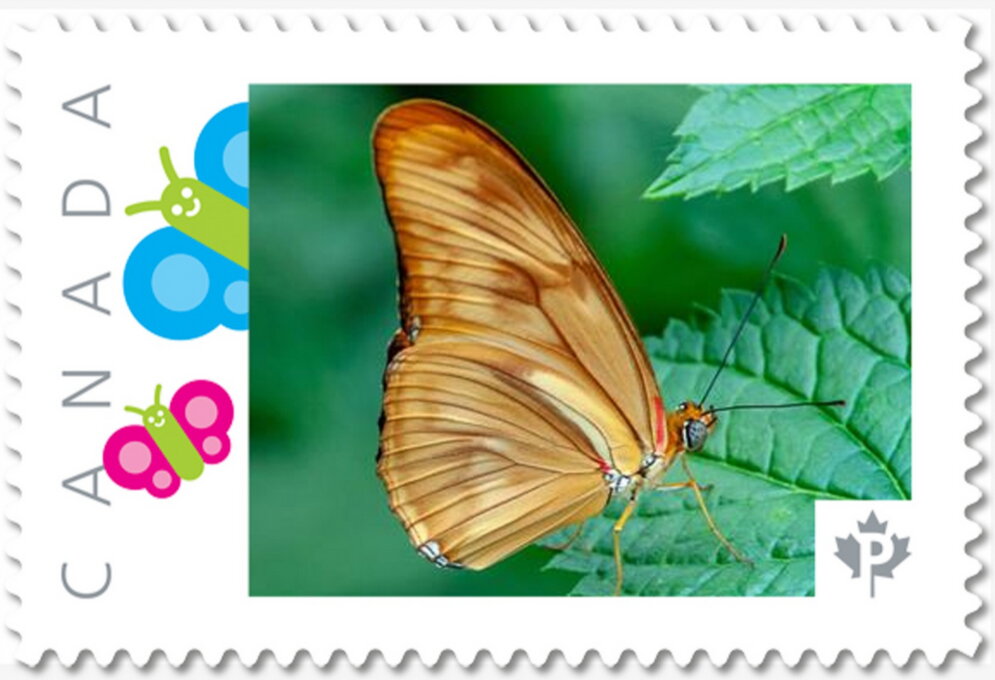 Butterfly
