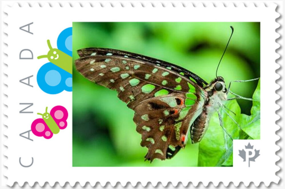 Butterfly