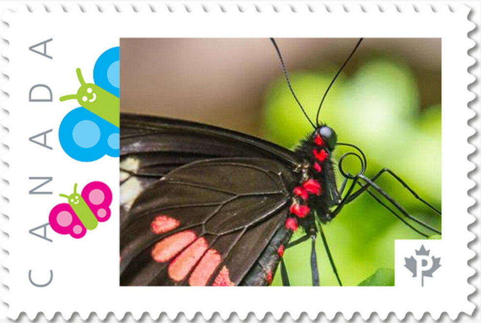 Butterfly