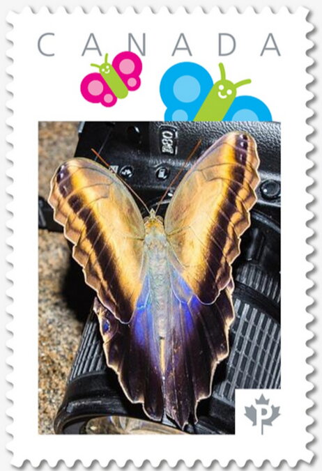 Butterfly