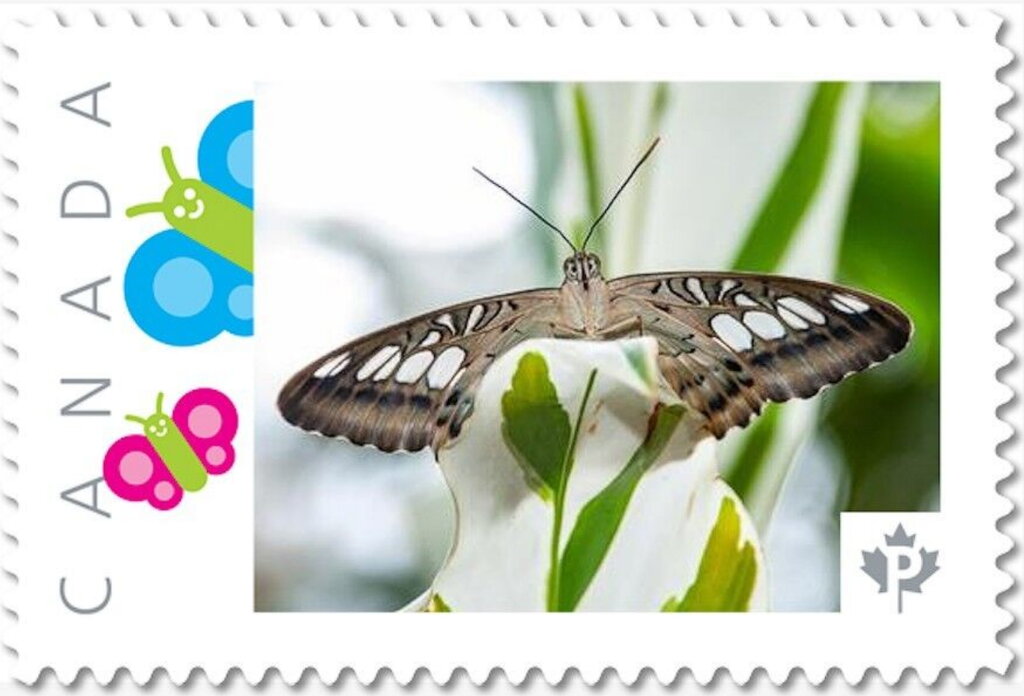 Butterfly