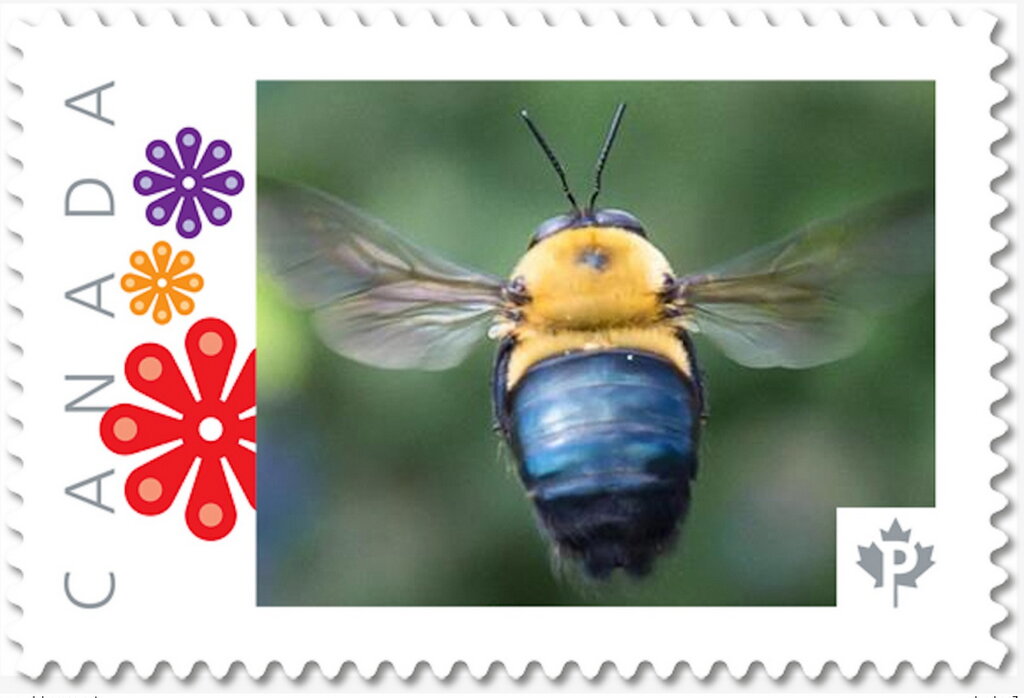 Carpenter Bee (Xylocopa pubescens)
