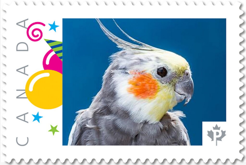 Cockatiel