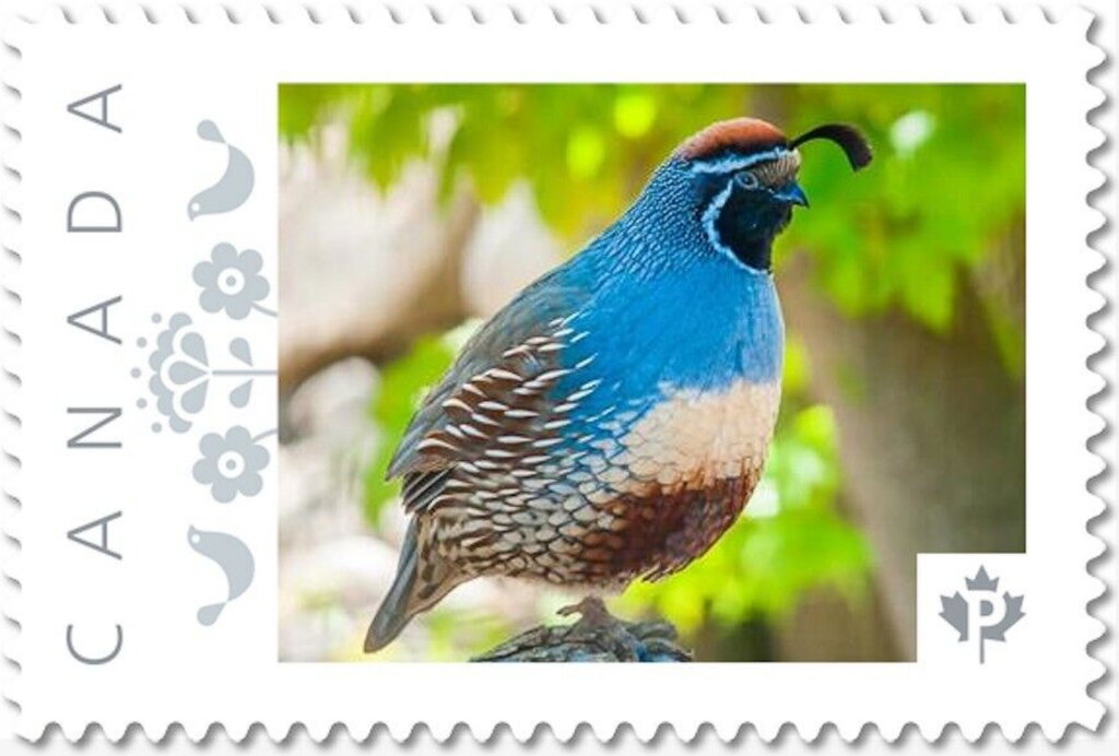 Gambel's Quail