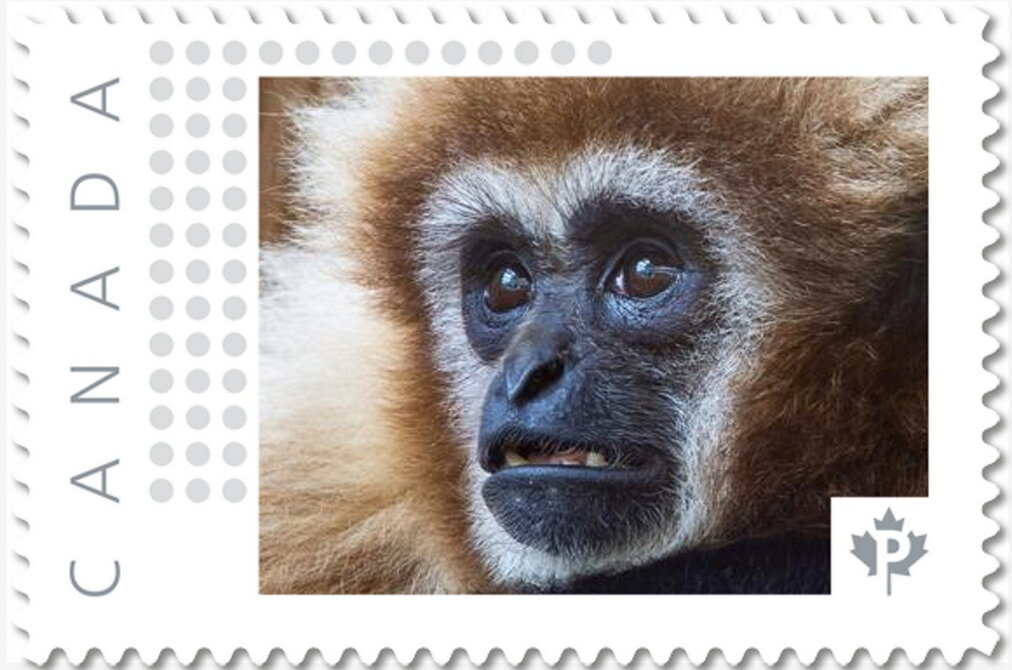 Gibbon