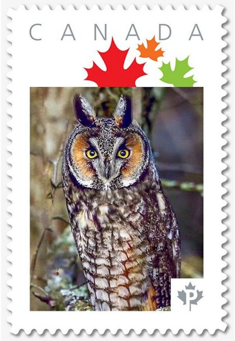 Great Eared Owl