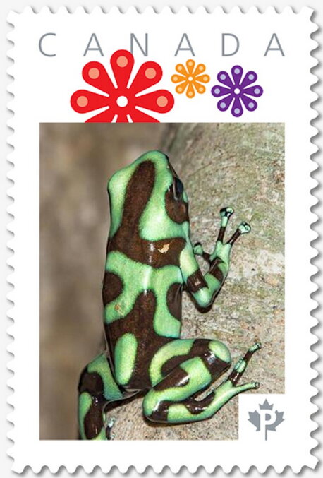 Green Dart Frog