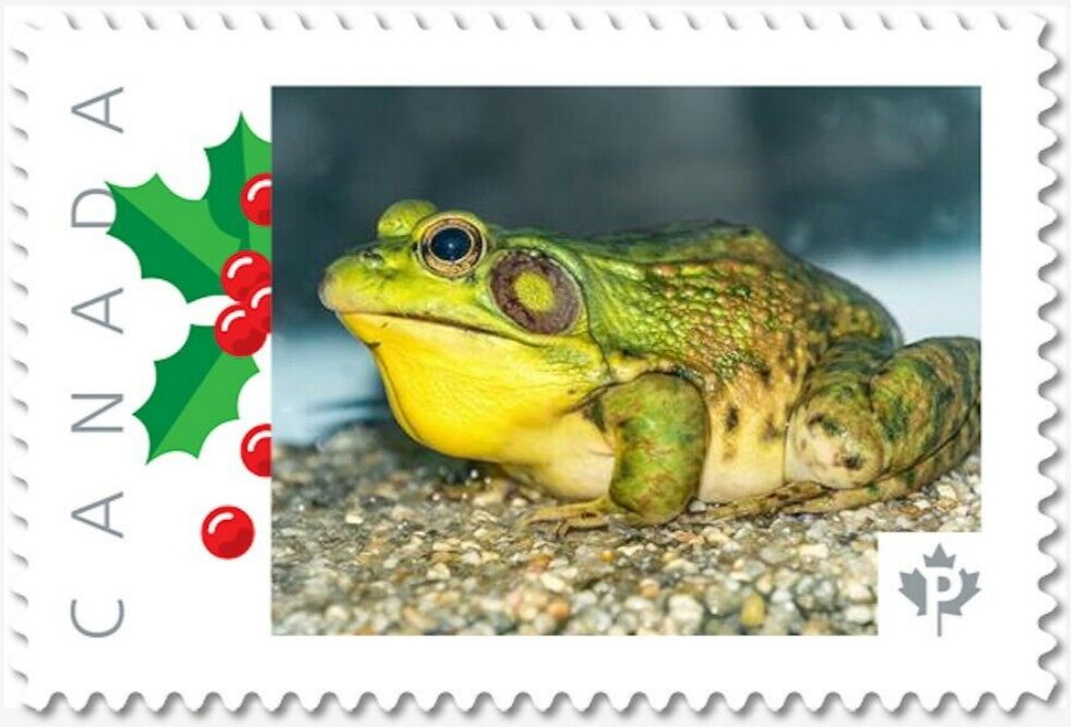 Green Frog