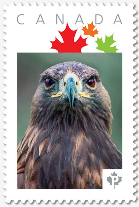 Harris Hawk (Parabuteo unicinctus)