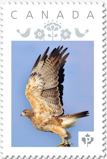 Harris Hawk (Parabuteo unicinctus)