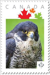 Stamp, Hawk, Canada,  , Animals (Fauna), Birds, Birds of Prey