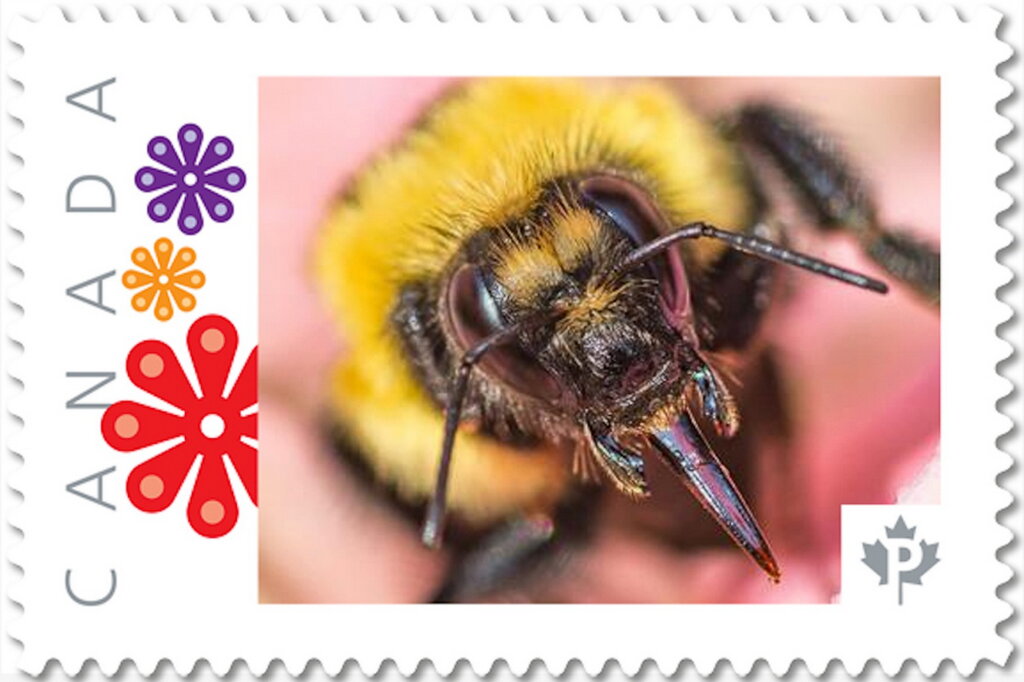Honey Bee