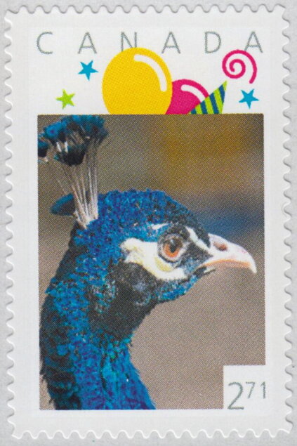 Indian Blue Peacock