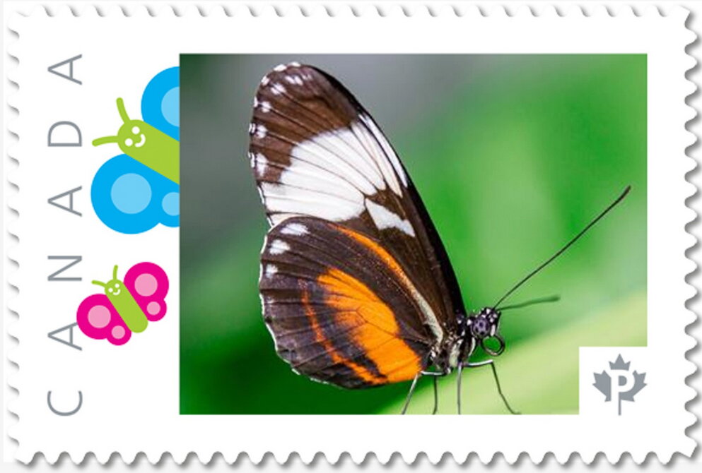 Isabella Butterfly