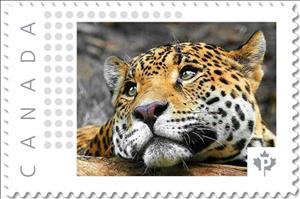 Stamp, Leopard, Canada,  , Animals (Fauna), Leopards