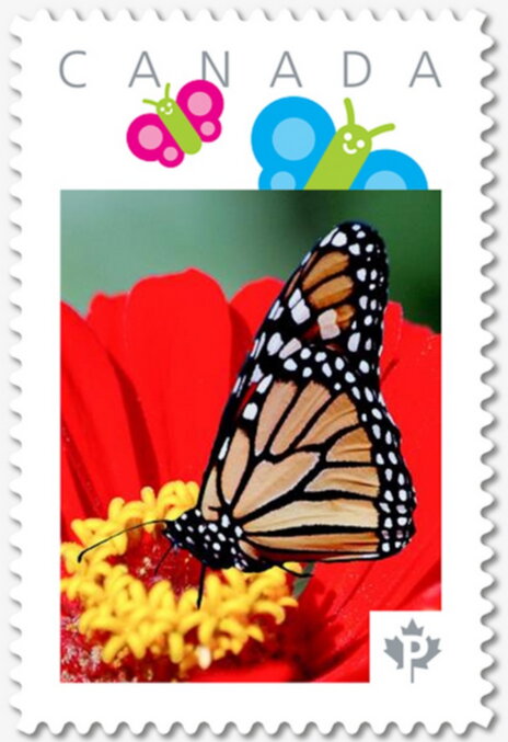 Monarch Butterfly