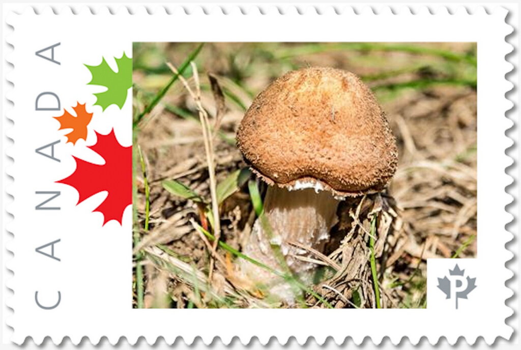 Mushroom