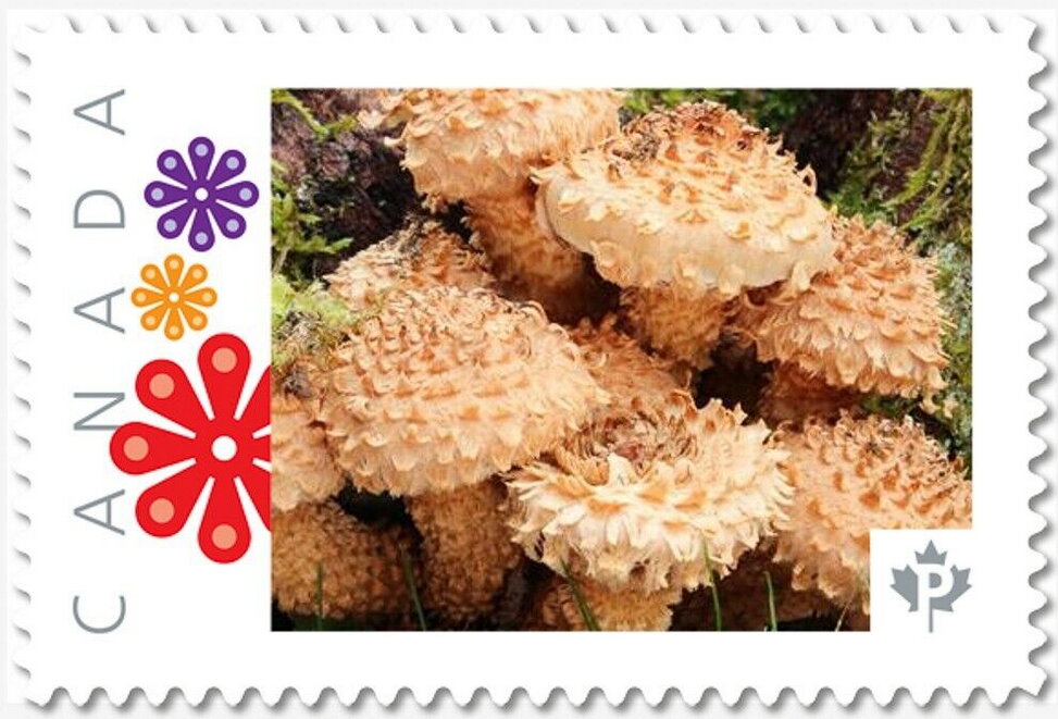 Mushrooms