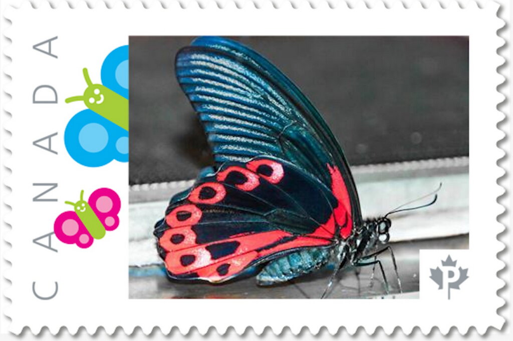 Papilio Butterfly
