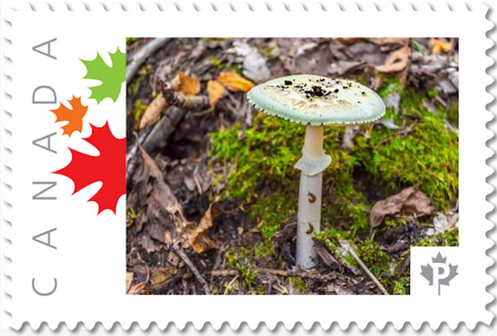 Poisonous Mushroom