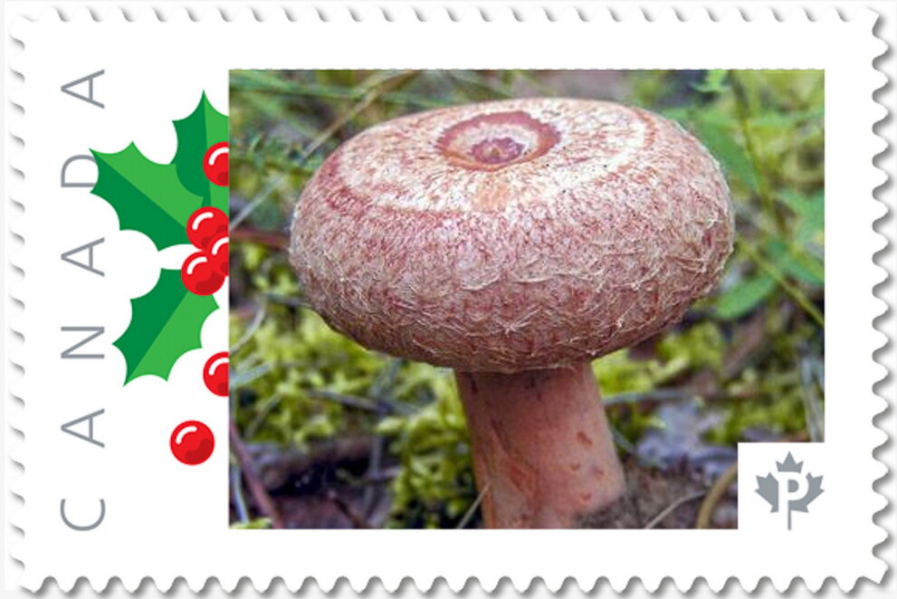 Red Mushroom