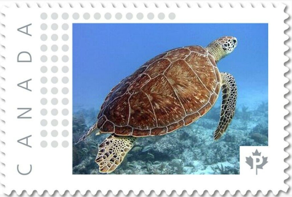 Sea Turtle