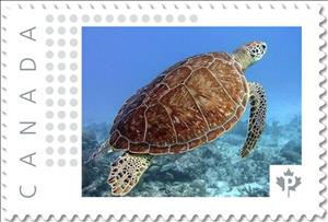 Stamp, Sea Turtle, Canada,  , Animals (Fauna), Reptiles, Sea Life, Turtles