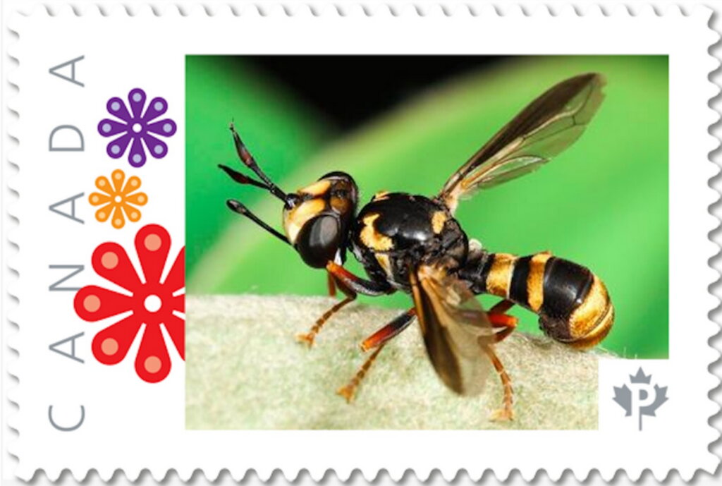 Wasp