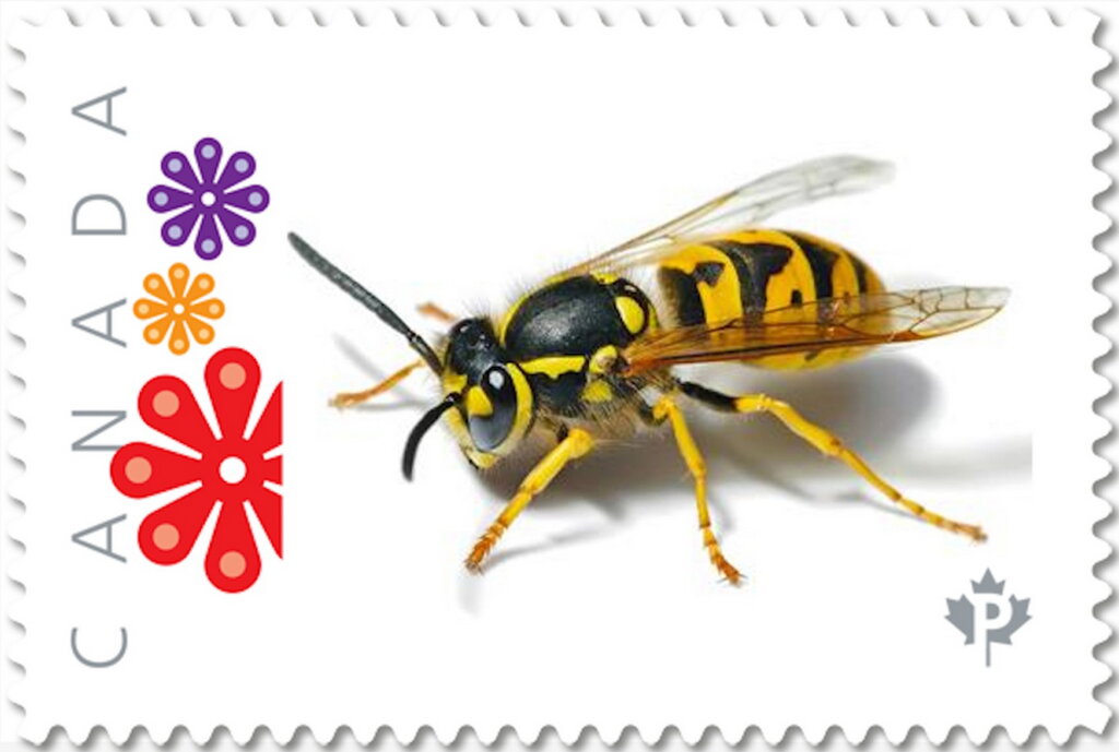 Wasp