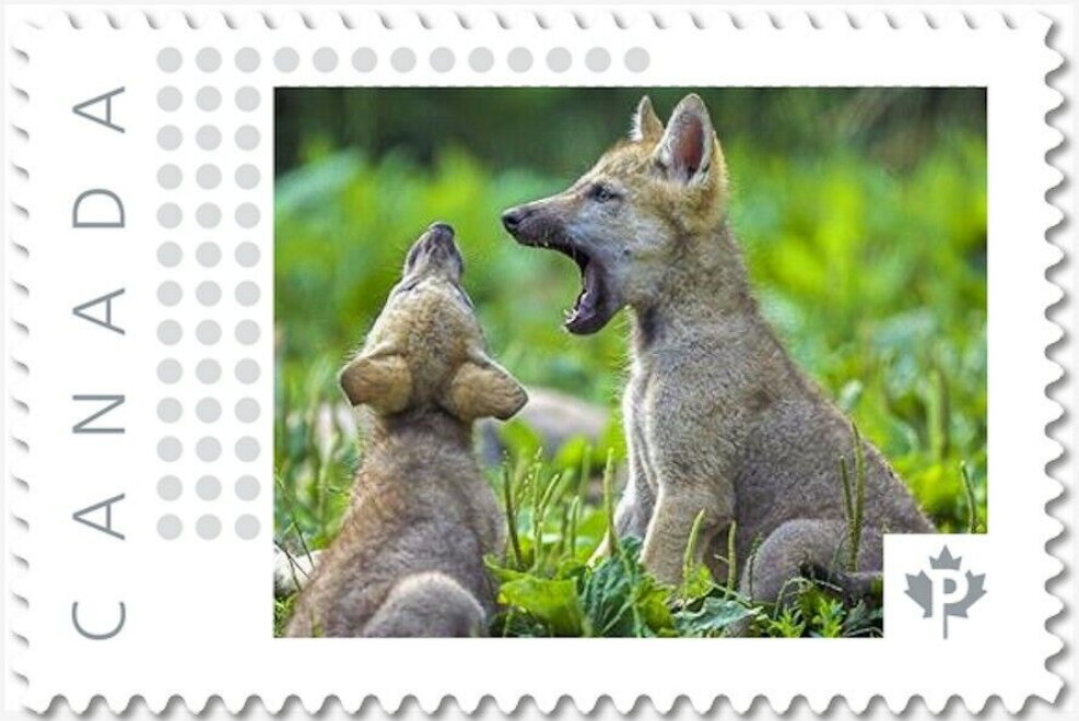 Wolf Cubs