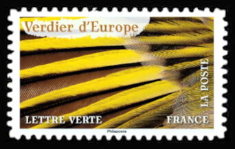 Feathers of European Greenfinch (Chloris chloris)