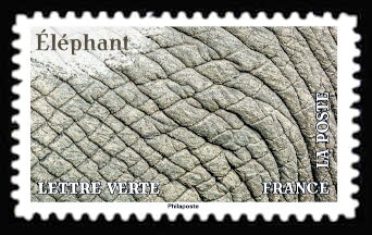 Skin of African Bush Elephant (Loxodonta africana)