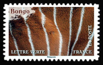 Skin of Bongo (Tragelaphus eurycerus)