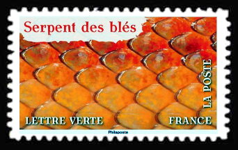 Stamp, Skin of Corn Snake (Phantherophis guttatus), France,  , Snakes