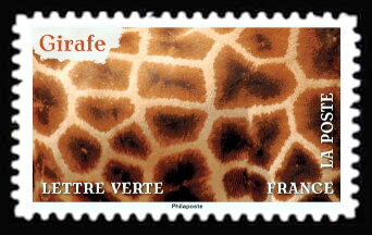 Skin of Giraffe (Giraffa camelopardalis)