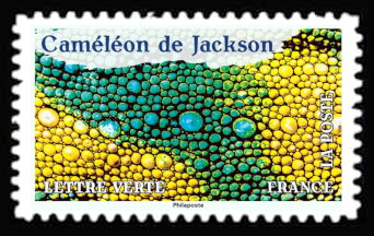 Skin of Jackson's Chameleon (Trioceros jacksonii)