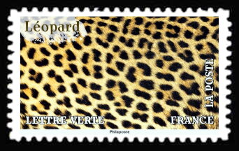 Skin of Leopard (Panthera pardus)