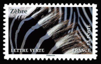 Skin of Zebra (Equus quagga)