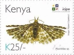 Stamp, Alucitidae sp., Kenya,  , Animals (Fauna), Anniversaries and Jubilees, Butterflies and Moths, Insects