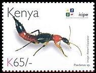 Stamp, Ant-shape Rove Beetle (Paederus sp.), Kenya,  , Animals (Fauna), Anniversaries and Jubilees, Beetles, Insects