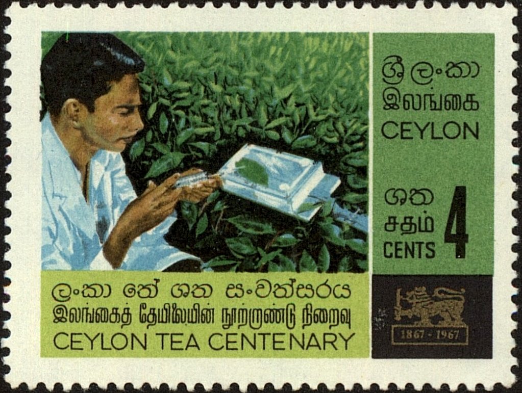 Tea Research