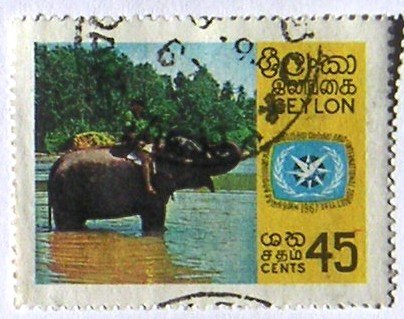 Tourist on an Asian Elephant (Elephas maximus)