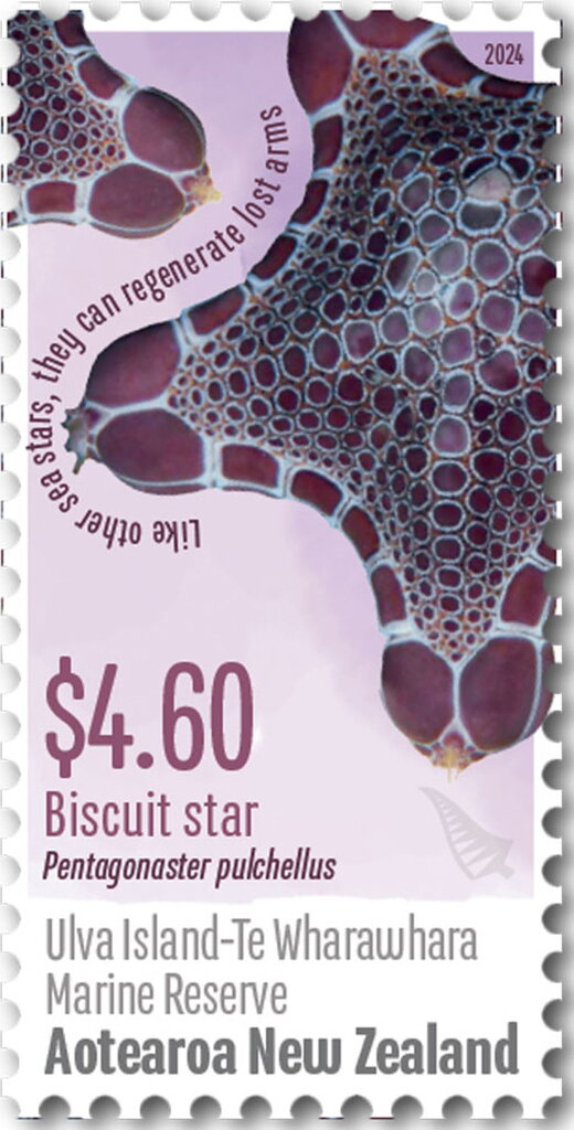 Biscuit Star, Ulva Island-Te Wharawhara Marine Reserve