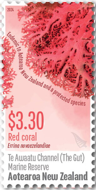 Red Coral, Te Awaatu Marine Reserve
