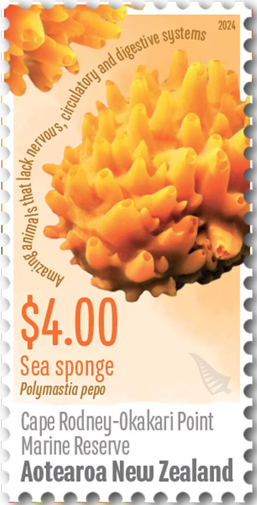 Sea Sponge, Cape Rodney-Okari Point Marine Reserve