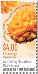 Stamp, Sea Sponge, Cape Rodney-Okari Point Marine Reserve, New Zealand,  , Animals (Fauna), Corals and Sponges, Parks, Sea Life