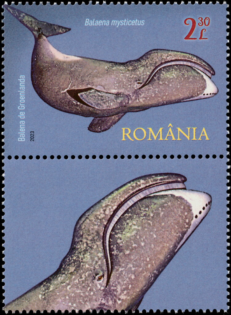 Bowhead Whale (Balaena mysticetus)